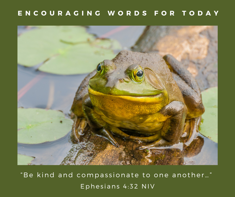 The PA and the Frog – Encouraging Words for Today